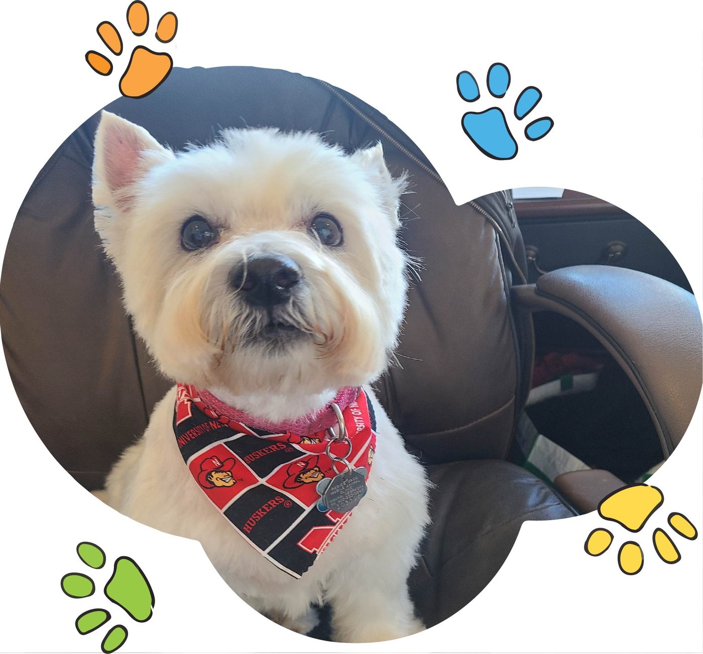 A small white dog wearing a red bandana in the grooming chair