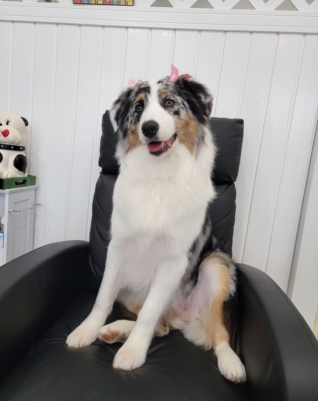 An Australian shepherd sitting in the grooming chair