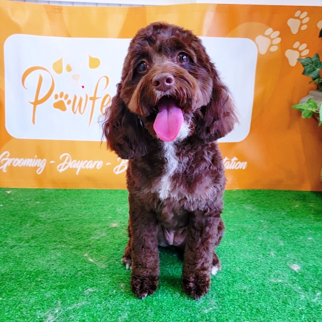 A chocolate brown doodle on the turf in front of the Pawfect Choice banner