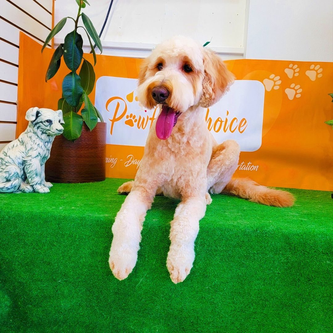 A cream coloured doodle on the turf in front of the Pawfect Choice banner