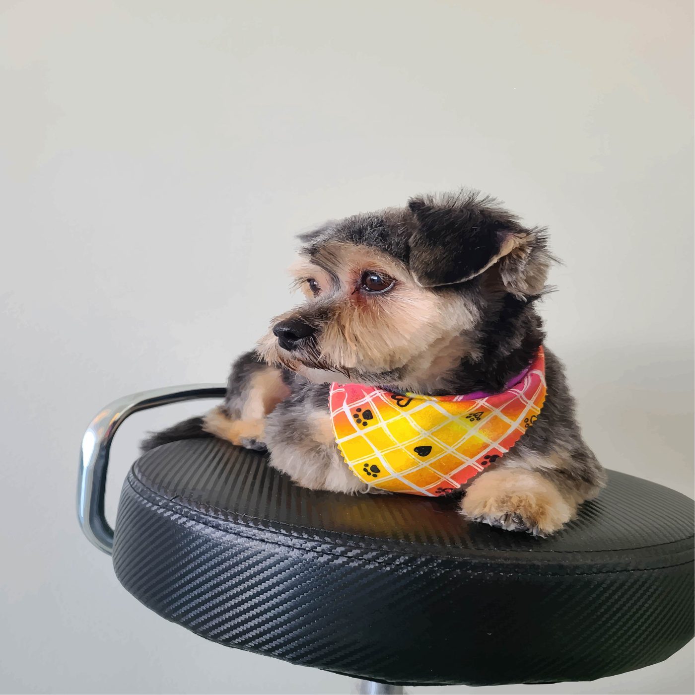 A small dog wearing a yellow bandana resting on the grooming stool