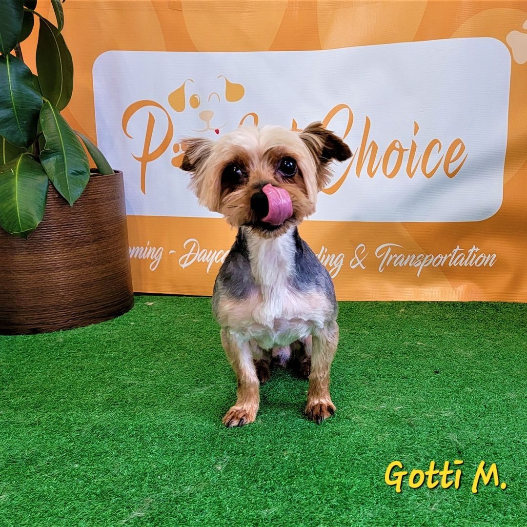 A small dog named Gotti on the turf in front of the Pawfect Choice banner