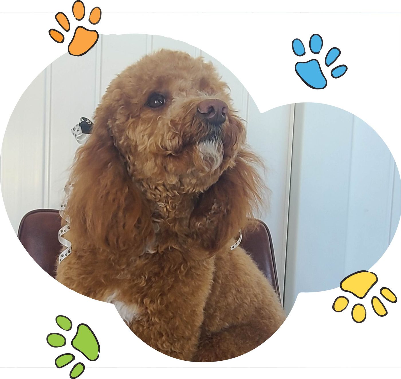 An apricot poodle freshly groomed in the grooming chair