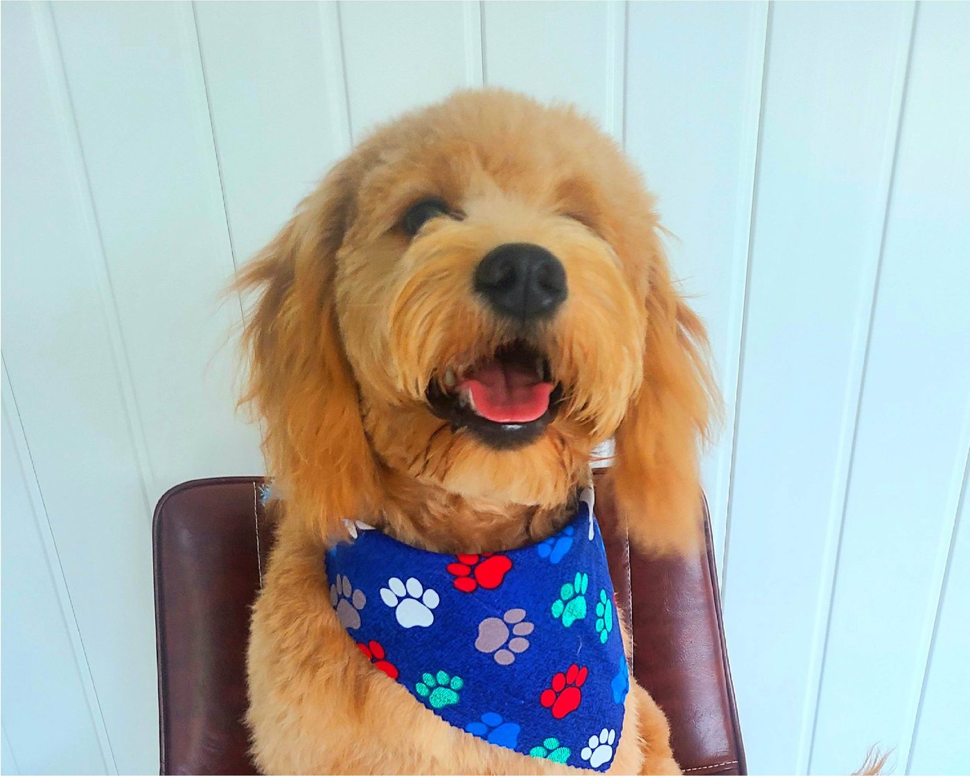 A golden doodle wearing a blue paw print bandana after grooming