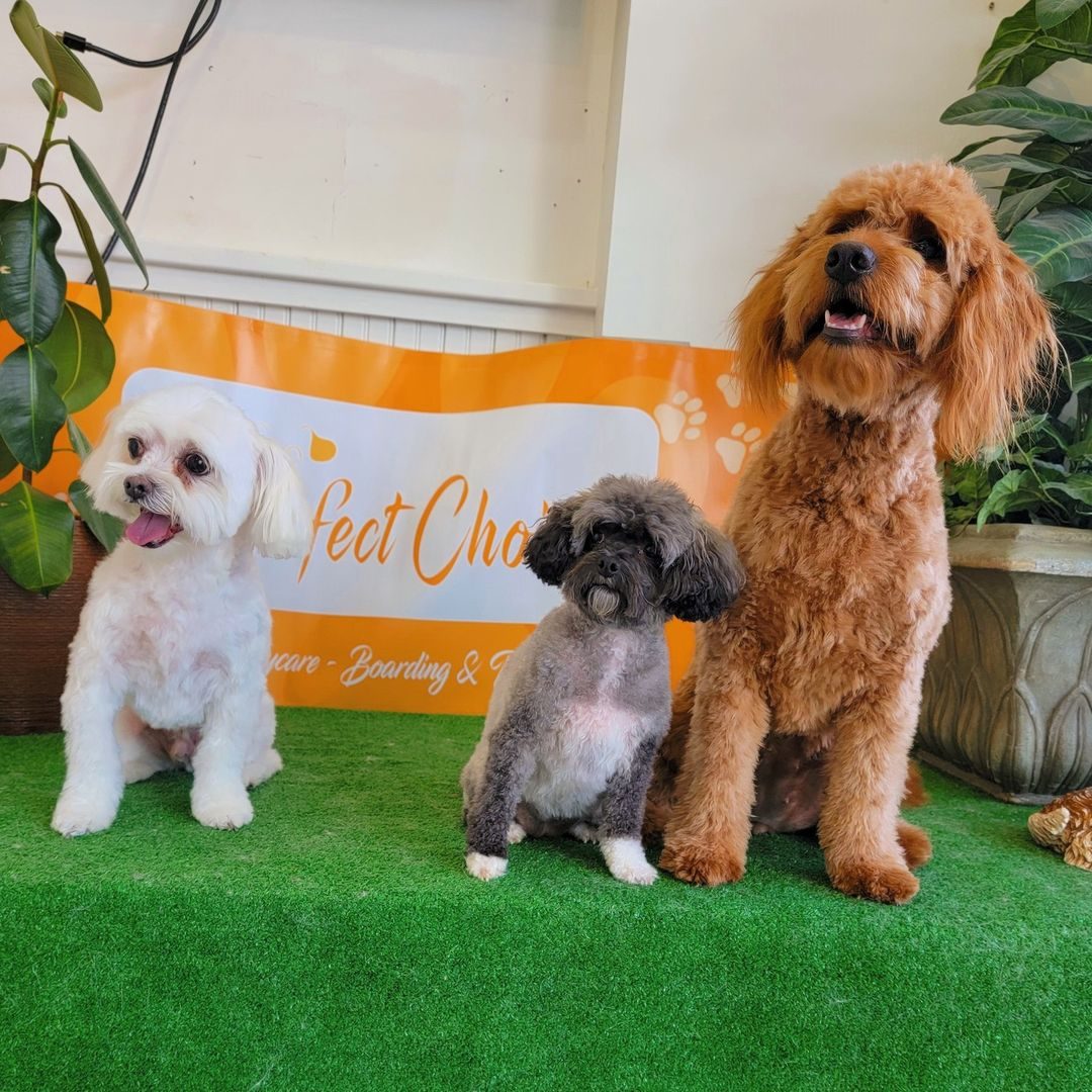 Three freshly groomed dogs sitting together in front of the Pawfect Choice banner