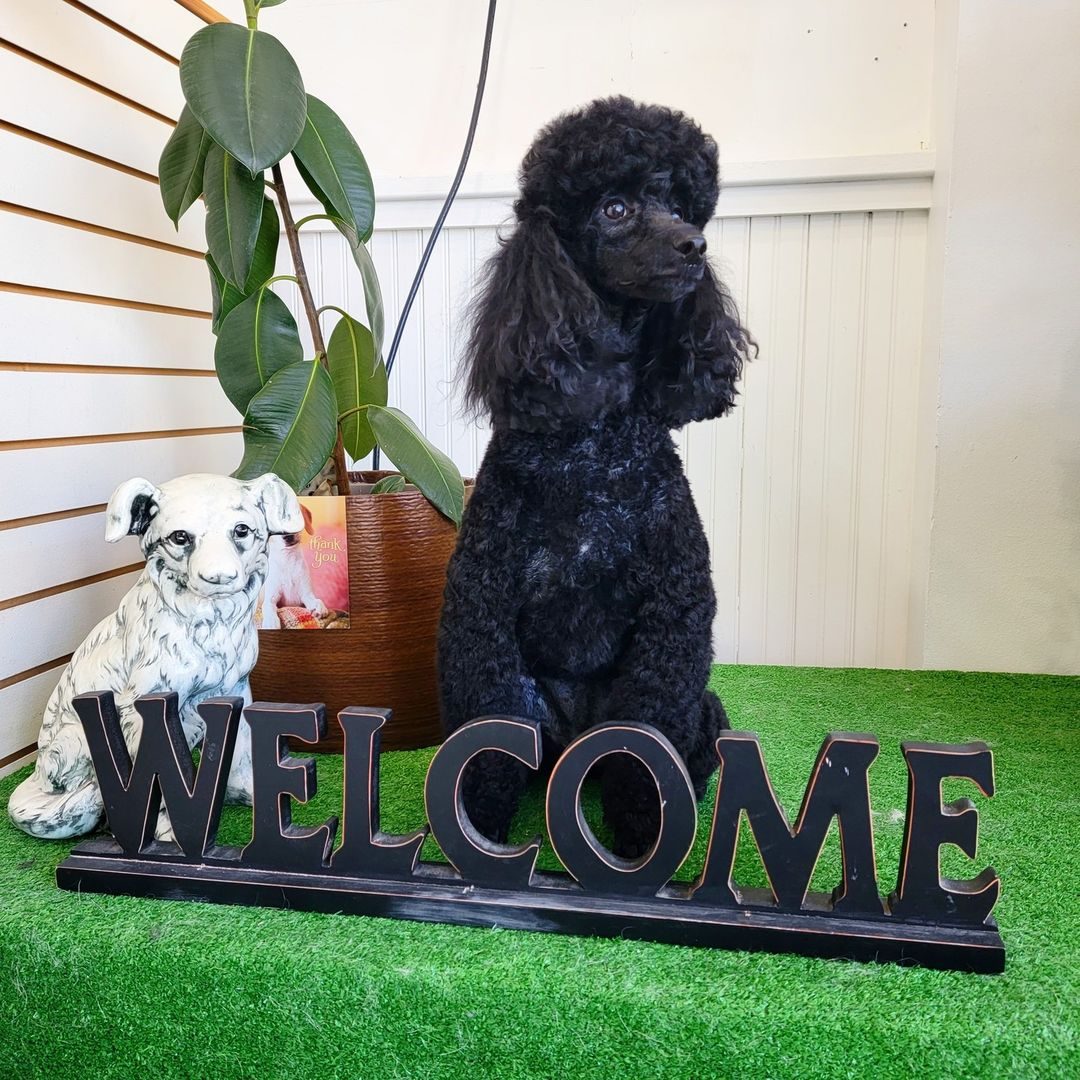 A black poodle standing beside the welcome sign at Pawfect Choice